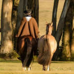 Aldo Vendramin revela como a criação de cavalos de elite se consolidou como um investimento sólido e rentável.