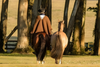 Aldo Vendramin revela como a criação de cavalos de elite se consolidou como um investimento sólido e rentável.