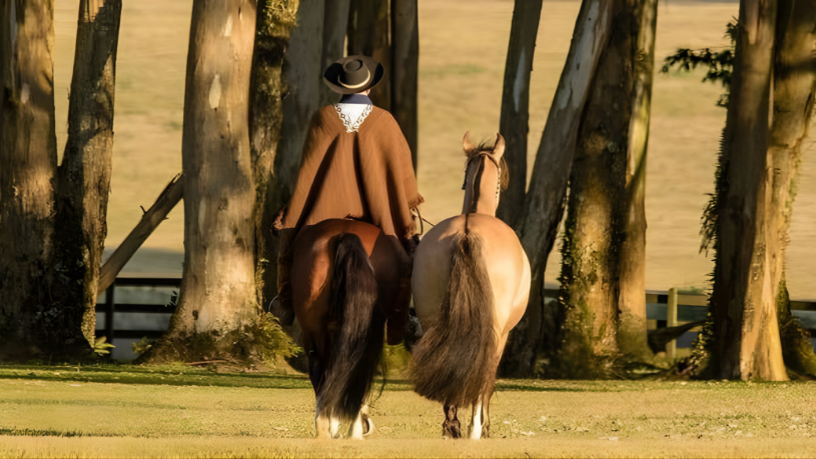 Aldo Vendramin revela como a criação de cavalos de elite se consolidou como um investimento sólido e rentável.